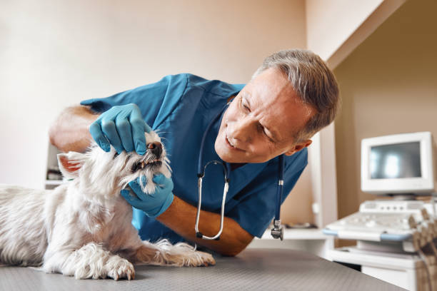 Best Dentist for Tooth Abscess  in Kettering, MD